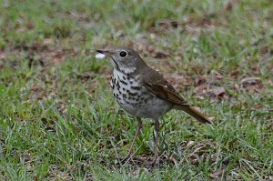 Thrush, Hermit, 2014-05020512 Mount Auburn Cemetery, MA